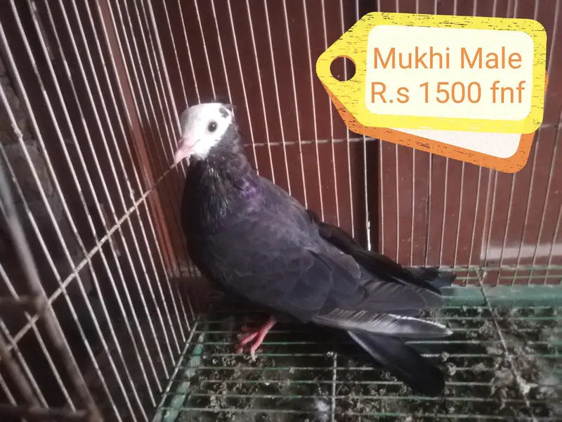 Mukhi Pigeons — photo 5