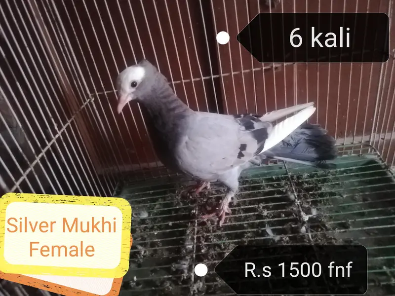 Mukhi Pigeons — photo 6