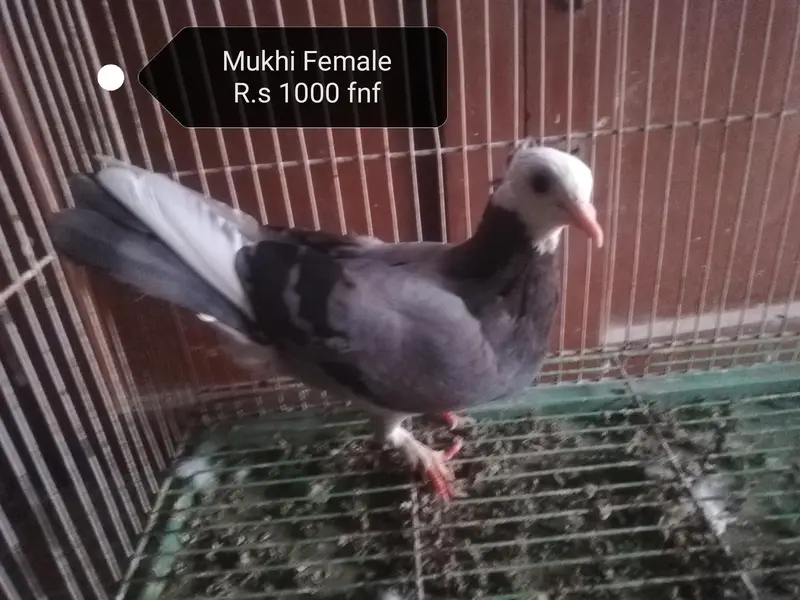Mukhi Pigeons — photo 7