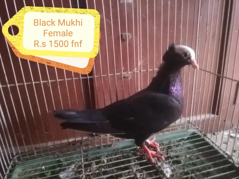 Mukhi Pigeons — photo 8