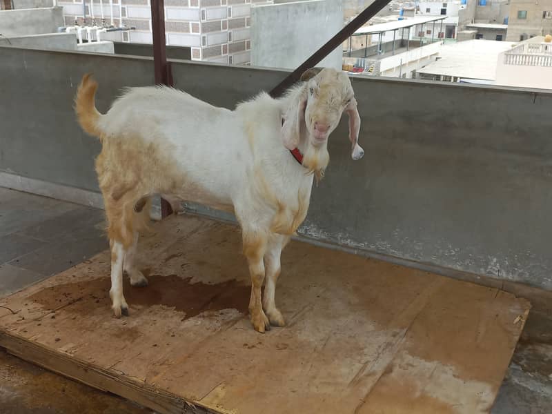 bakra for sell 1