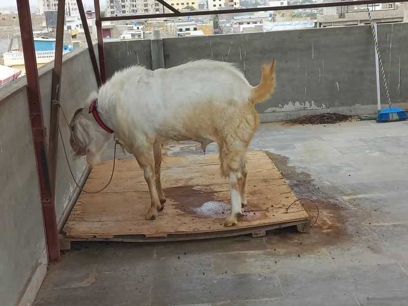 bakra for sell 2