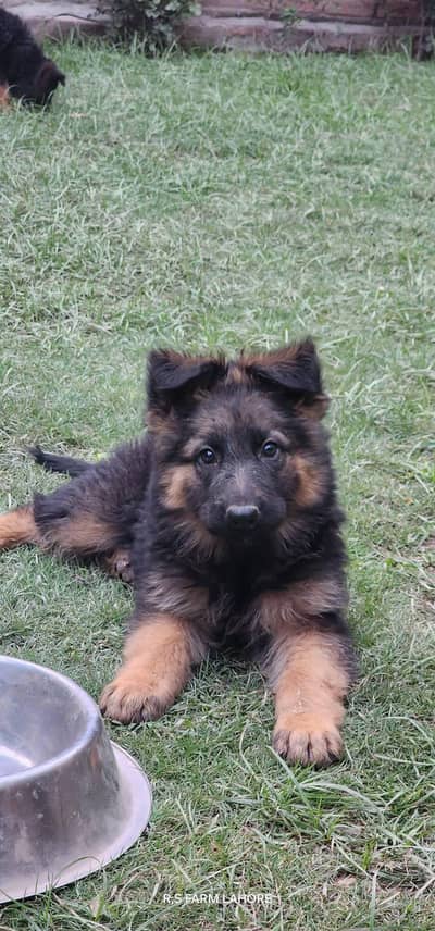 German Shepherd Puppy | Male , Female | Long Coat