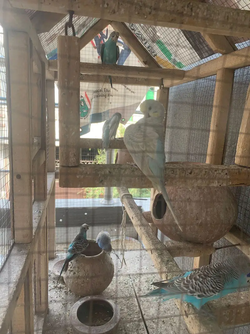Australian Parrot — photo 2