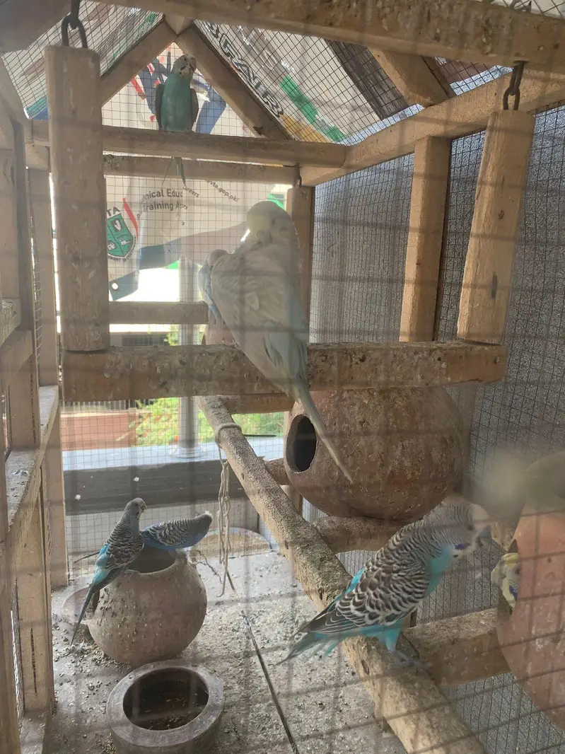 Australian Parrot — photo 3
