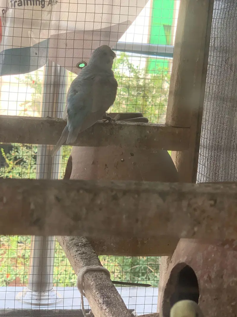 Australian Parrot — photo 4