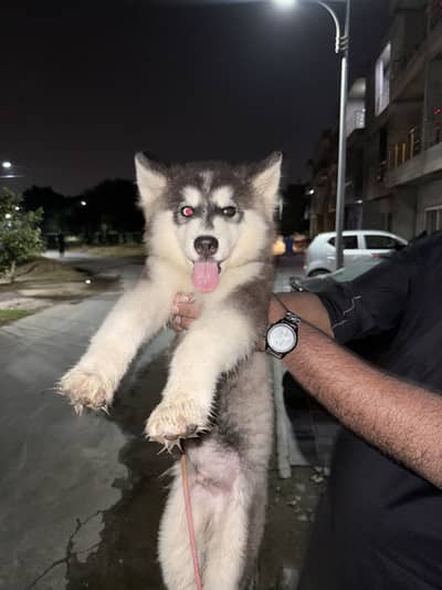 Siberian Husky healthy active