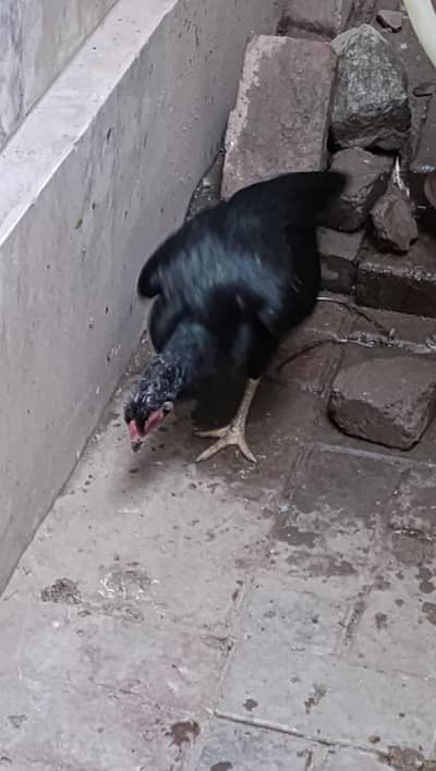 asel murgi and duck 