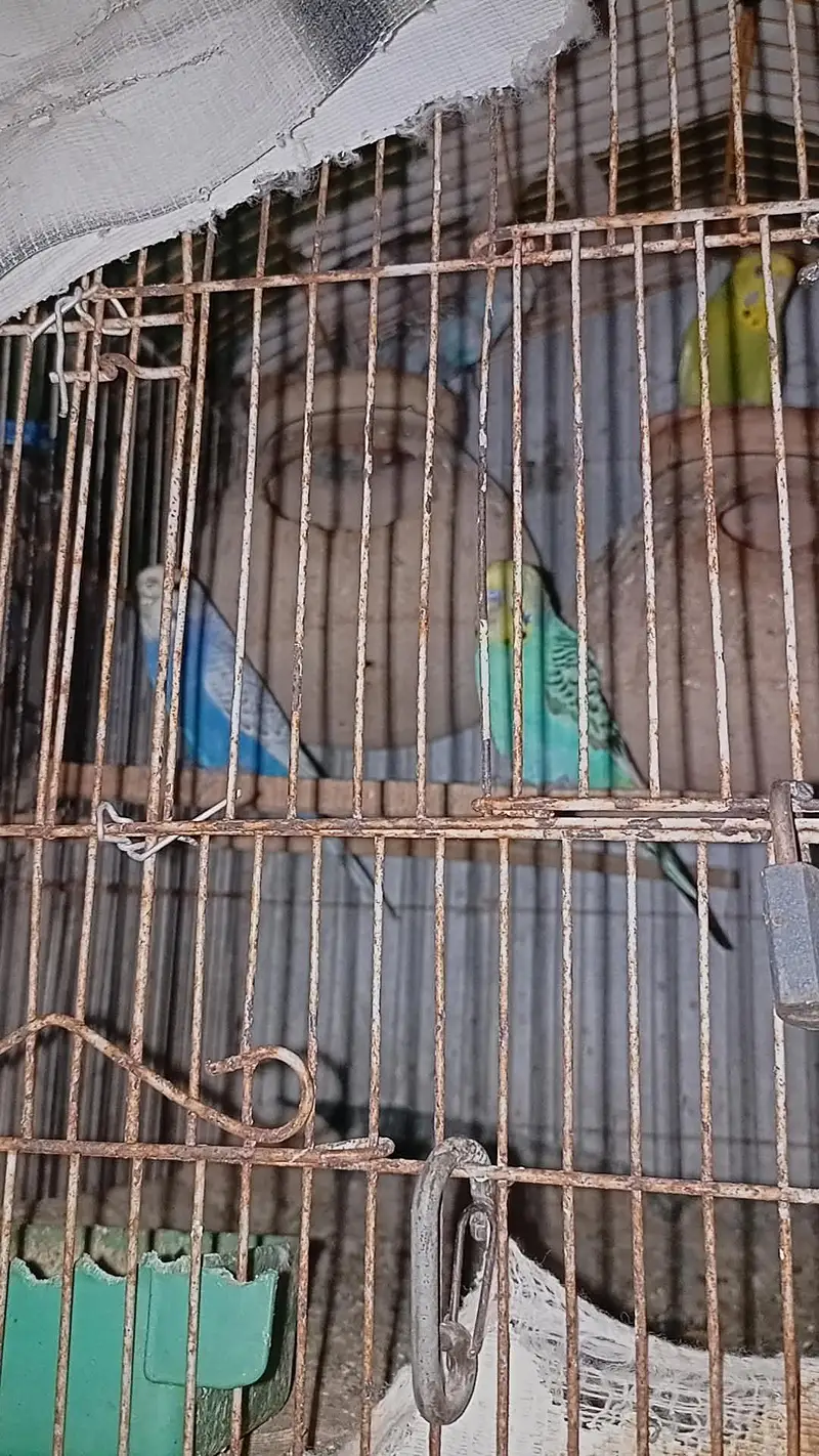 rainbow  budgies male pure rambow female split rainbow — photo 4