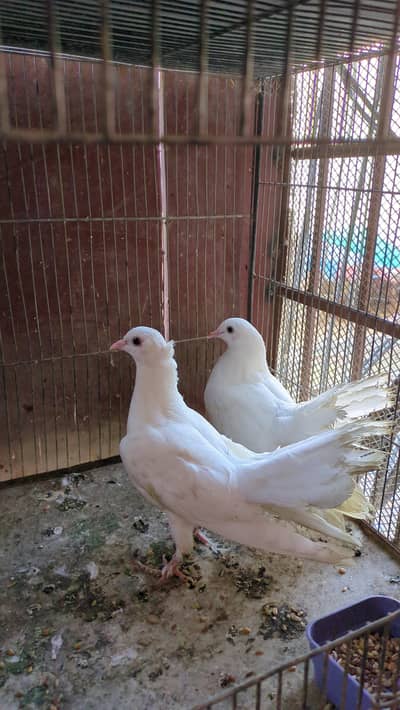 Fantail pigeon