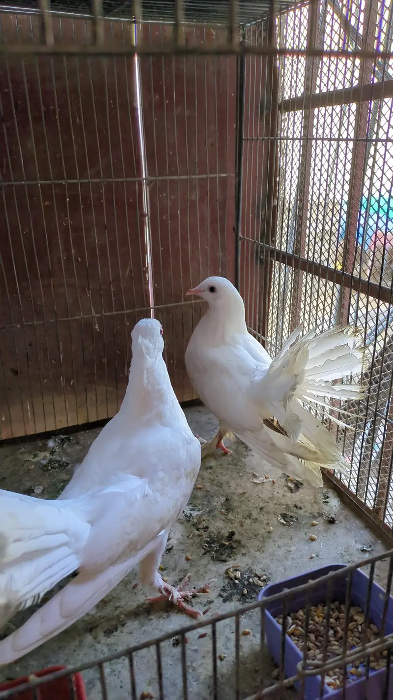 Fantail pigeon — photo 2
