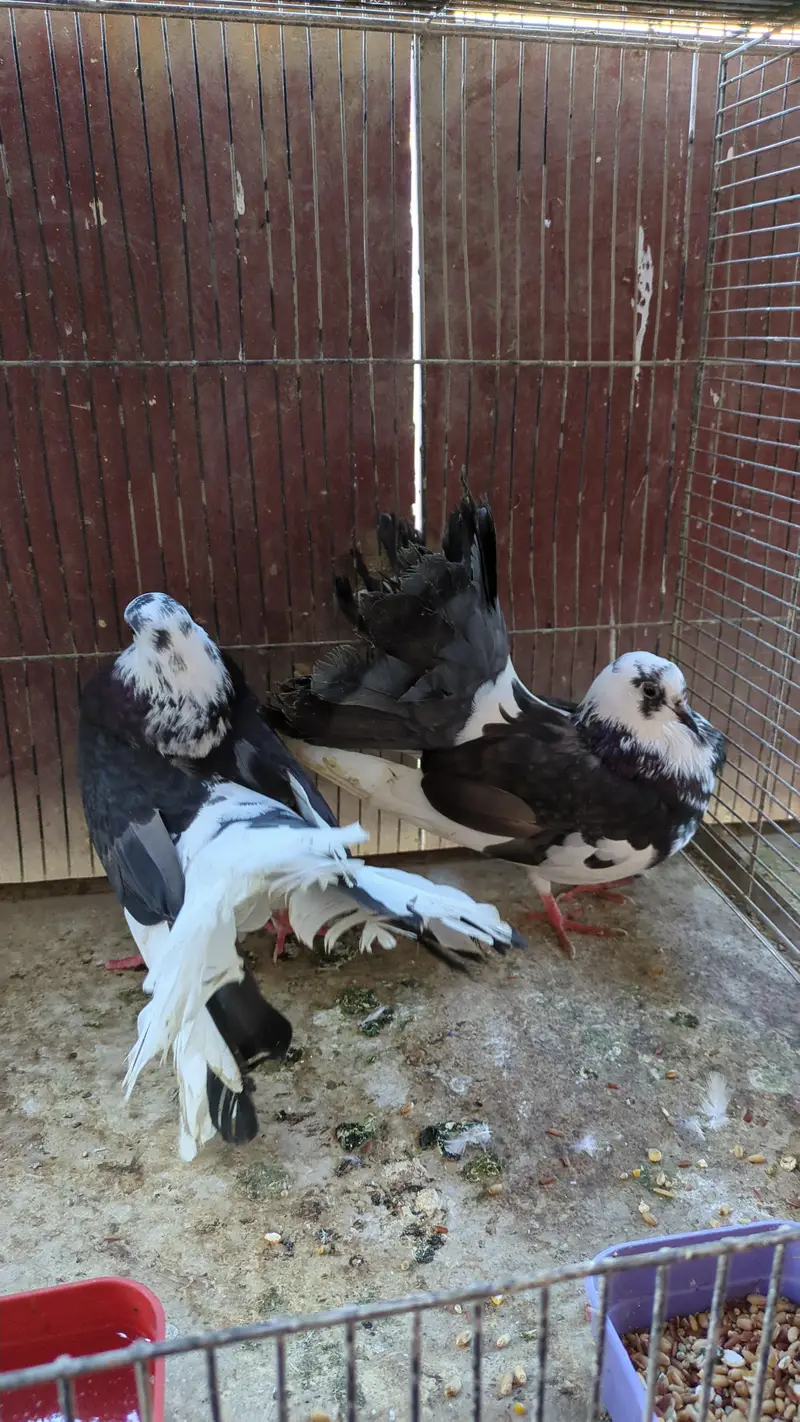 Fantail pigeon — photo 3