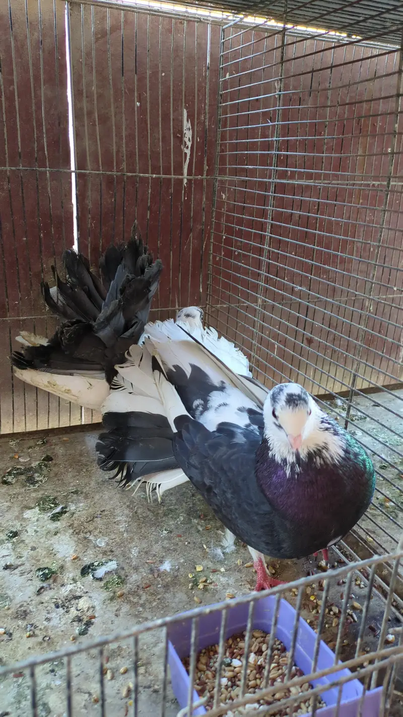 Fantail pigeon — photo 4