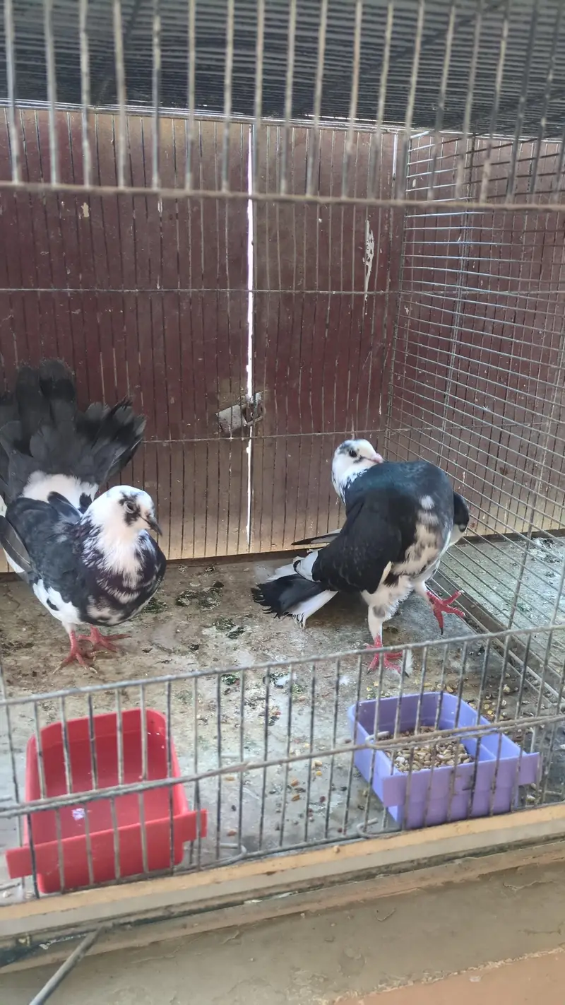 Fantail pigeon — photo 5