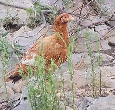 aseel madi for sale egg de Rahi hai