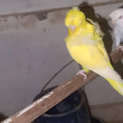 yellow Red eye hogoromo male top quality Double crest & flower
