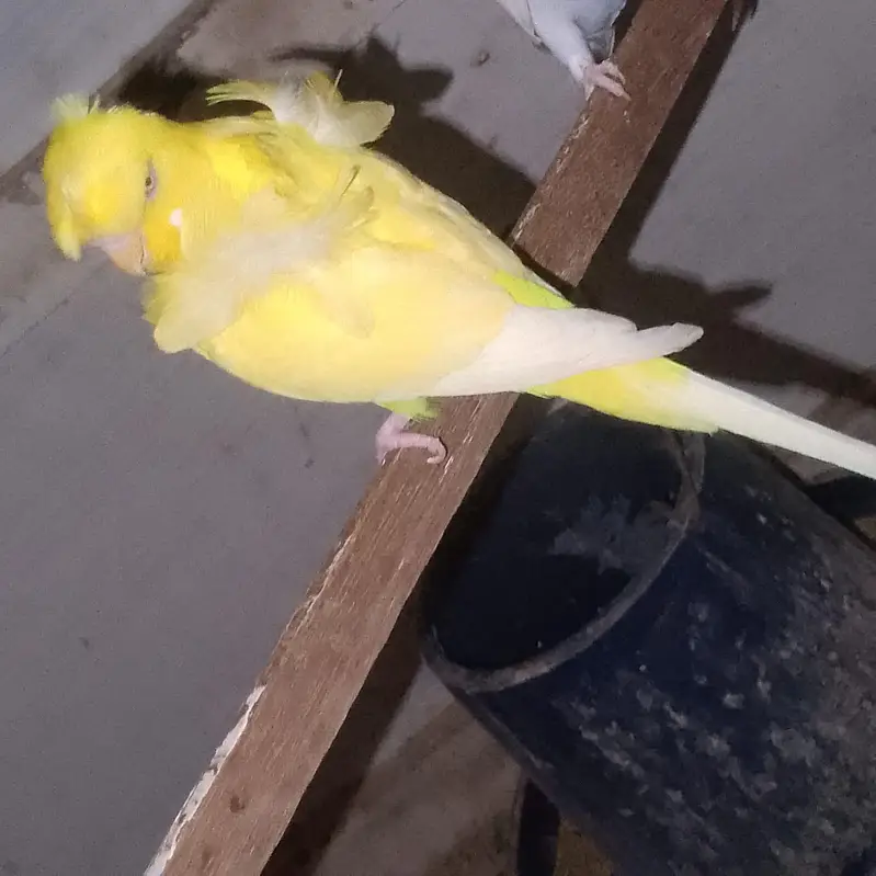 yellow Red eye hogoromo male top quality Double crest & flower — photo 2