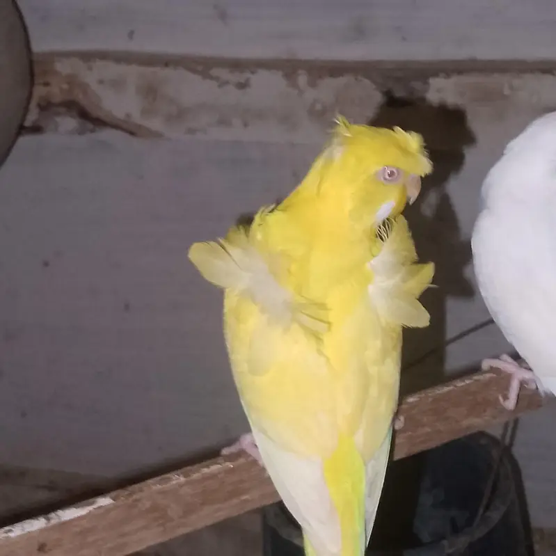 yellow Red eye hogoromo male top quality Double crest & flower — photo 3