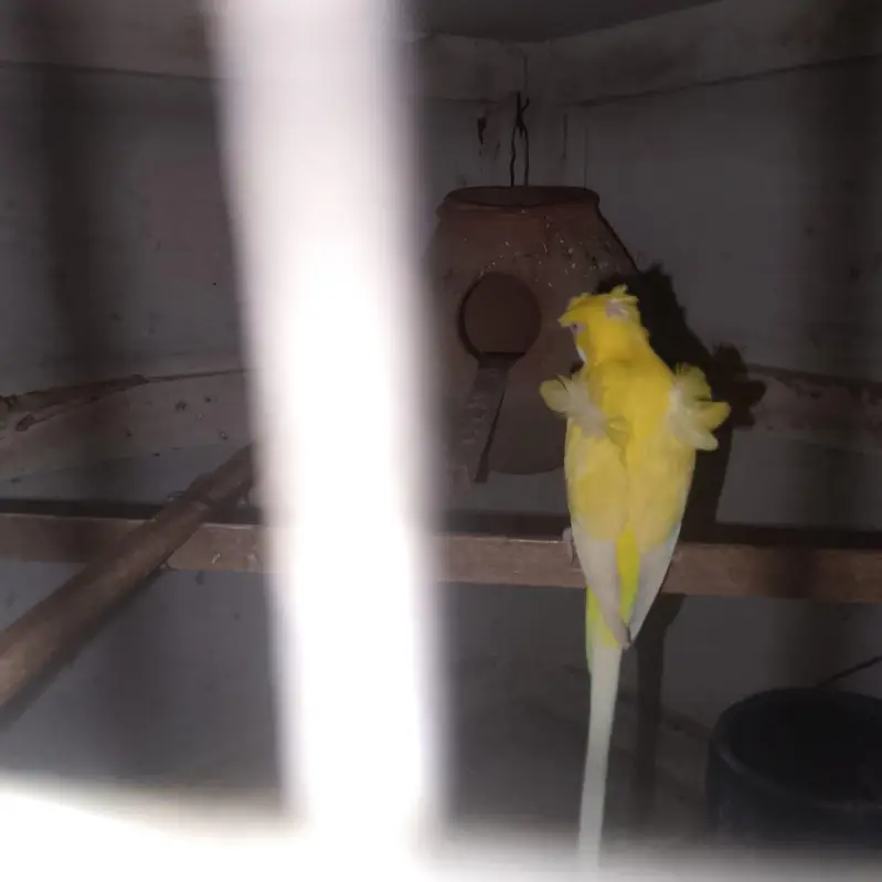 yellow Red eye hogoromo male top quality Double crest & flower — photo 6