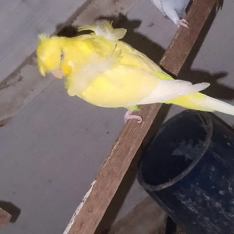 yellow Red eye hogoromo male top quality Double crest & flower — photo 8