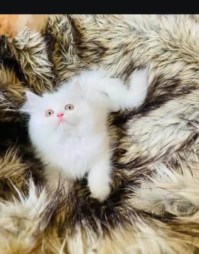 (Persian female kitten) (for sale all) (Pakistan delivery available)