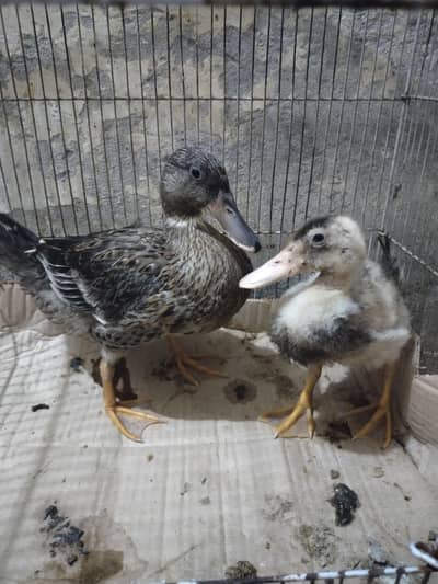 Desi ducks
