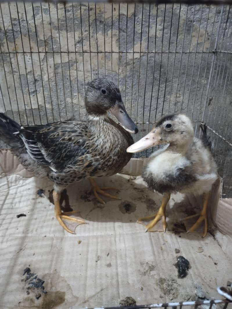 Desi ducks 0