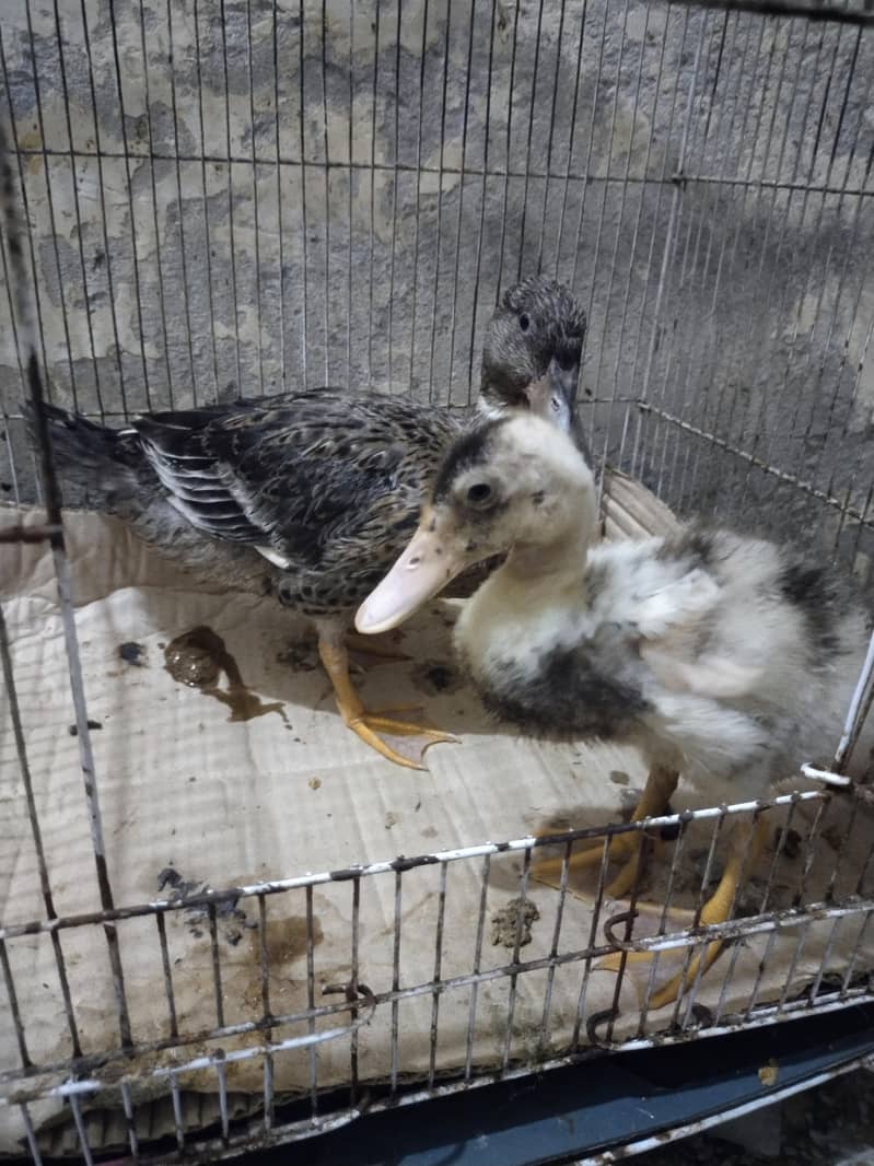 Desi ducks 1