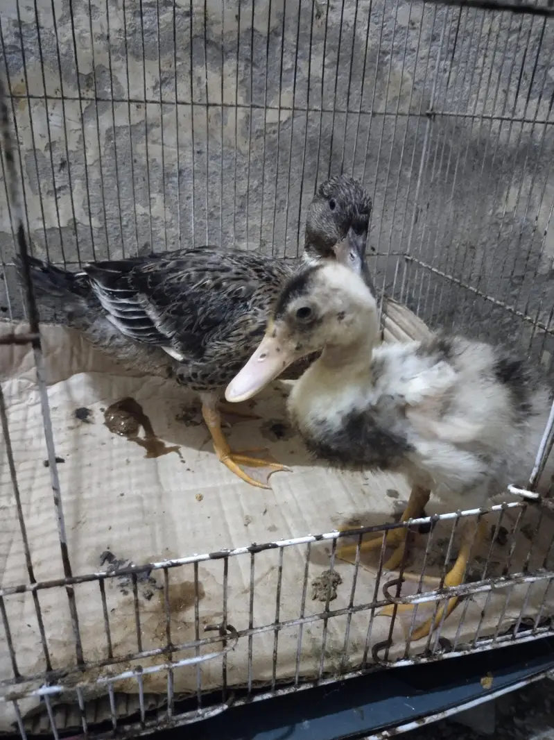 Desi ducks — photo 2