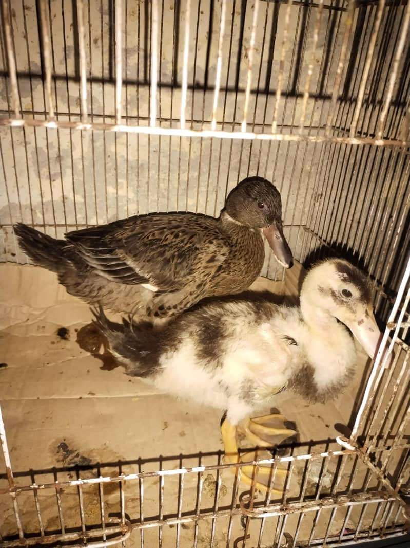 Desi ducks 2