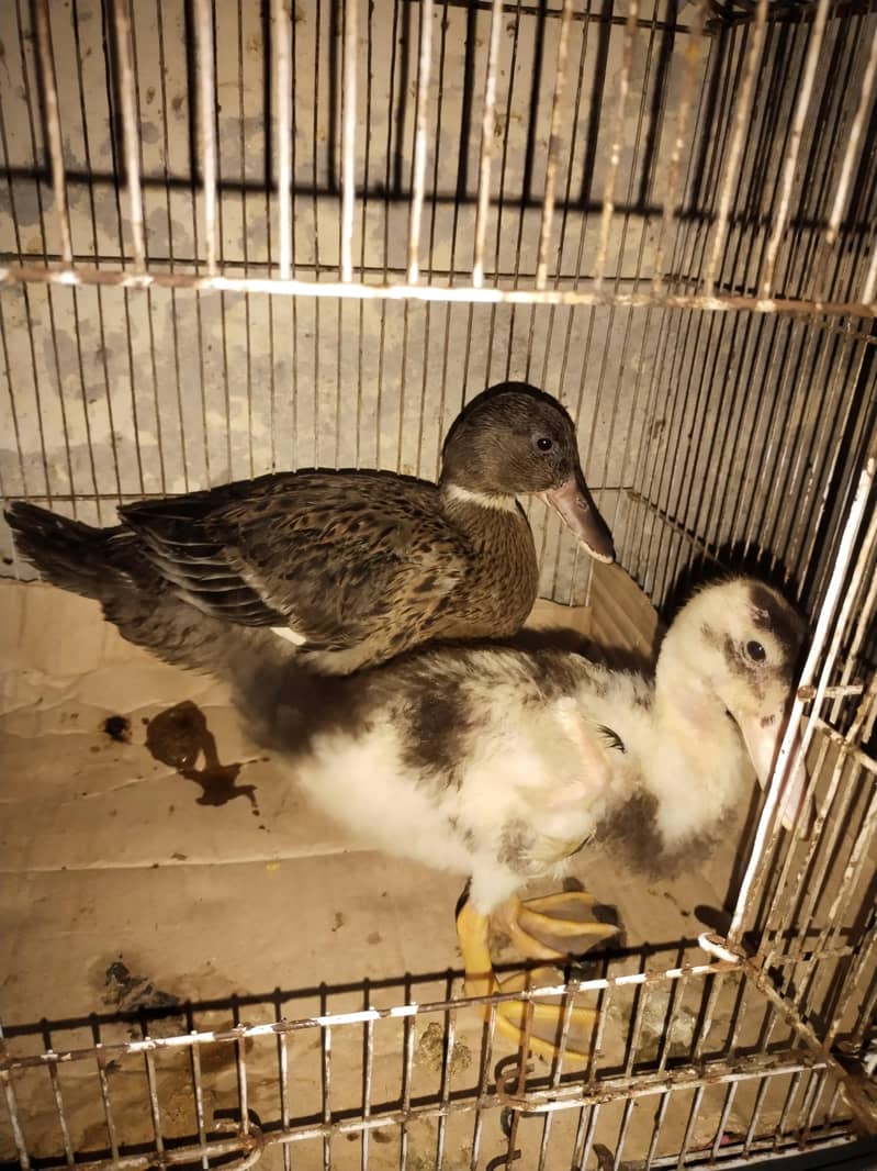 Desi ducks 3