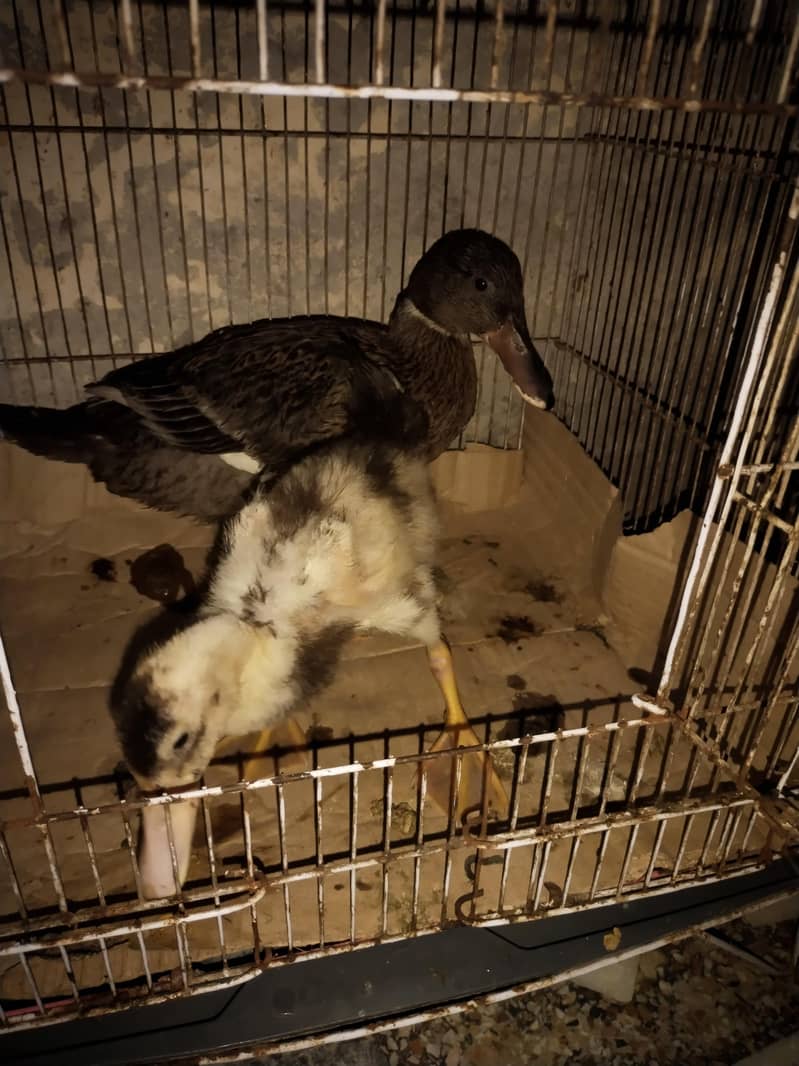 Desi ducks 4