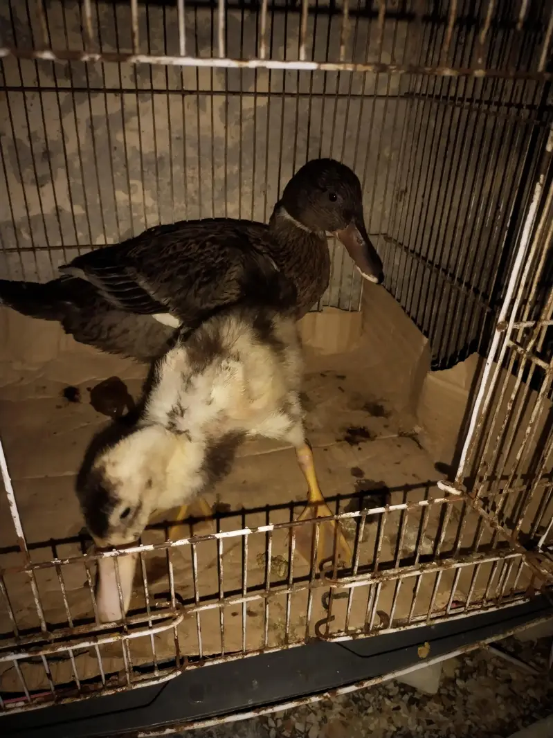 Desi ducks — photo 5
