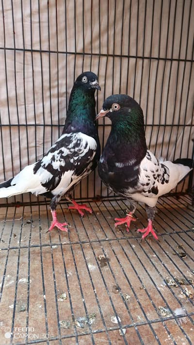 Rampori breder pair