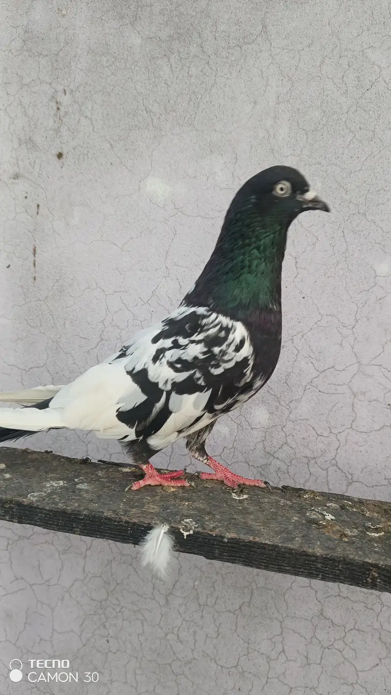 Rampori breder pair — photo 2