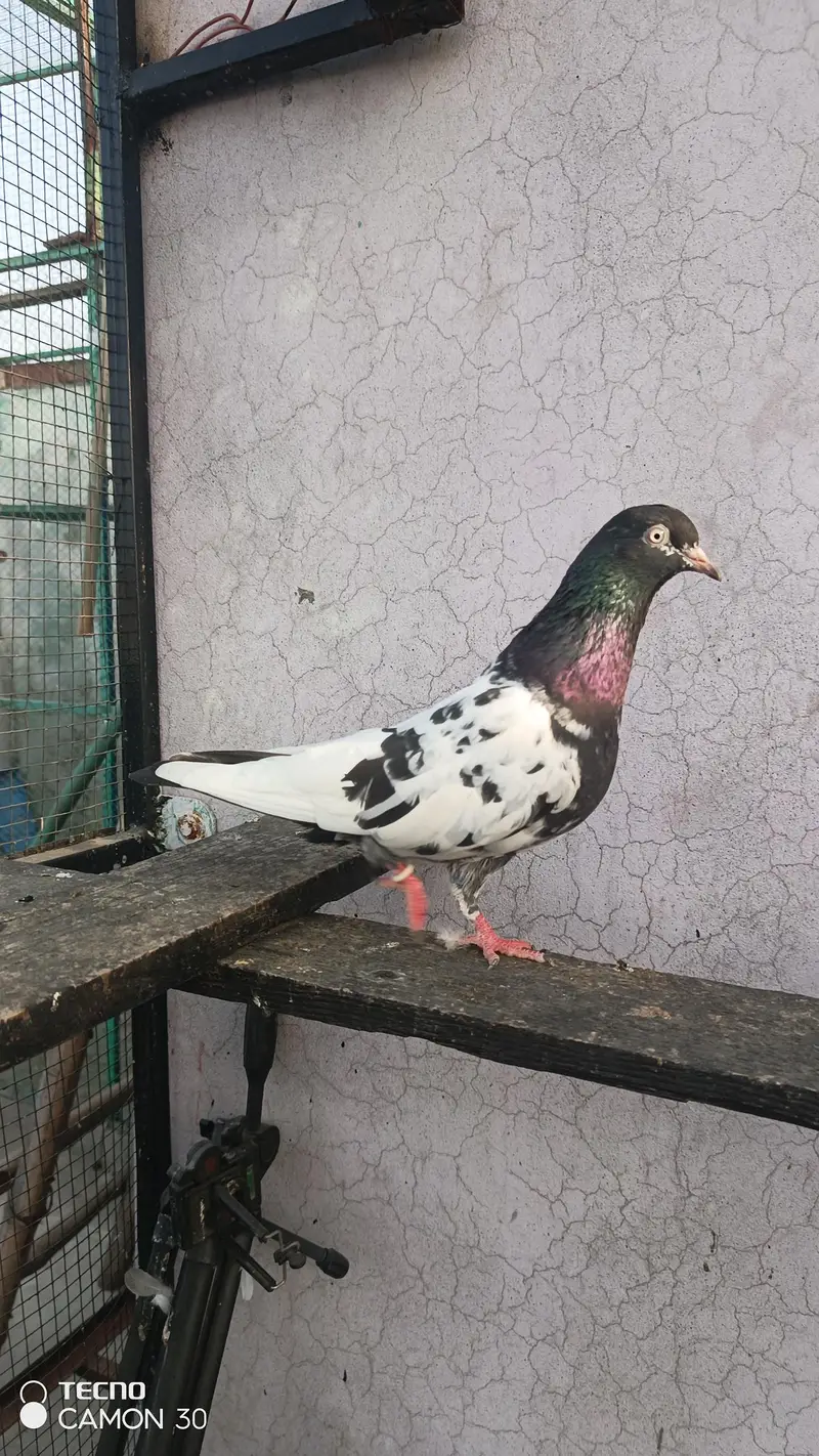 Rampori breder pair — photo 4