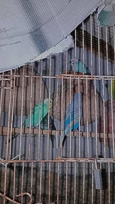 rainbow budgies male pure rainbow female split hay