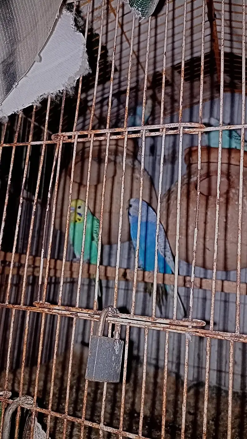 rainbow budgies male pure rainbow female split hay — photo 2