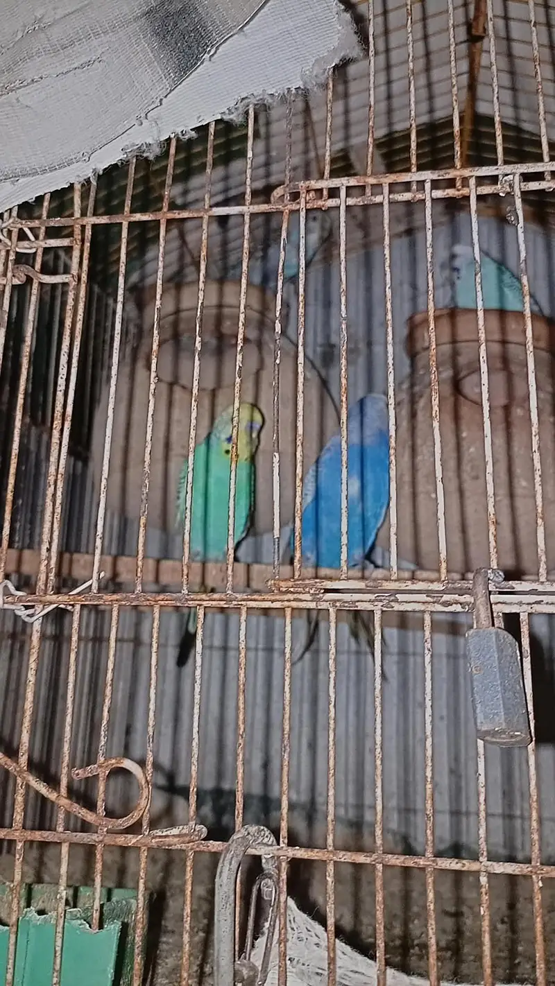 rainbow budgies male pure rainbow female split hay — photo 3