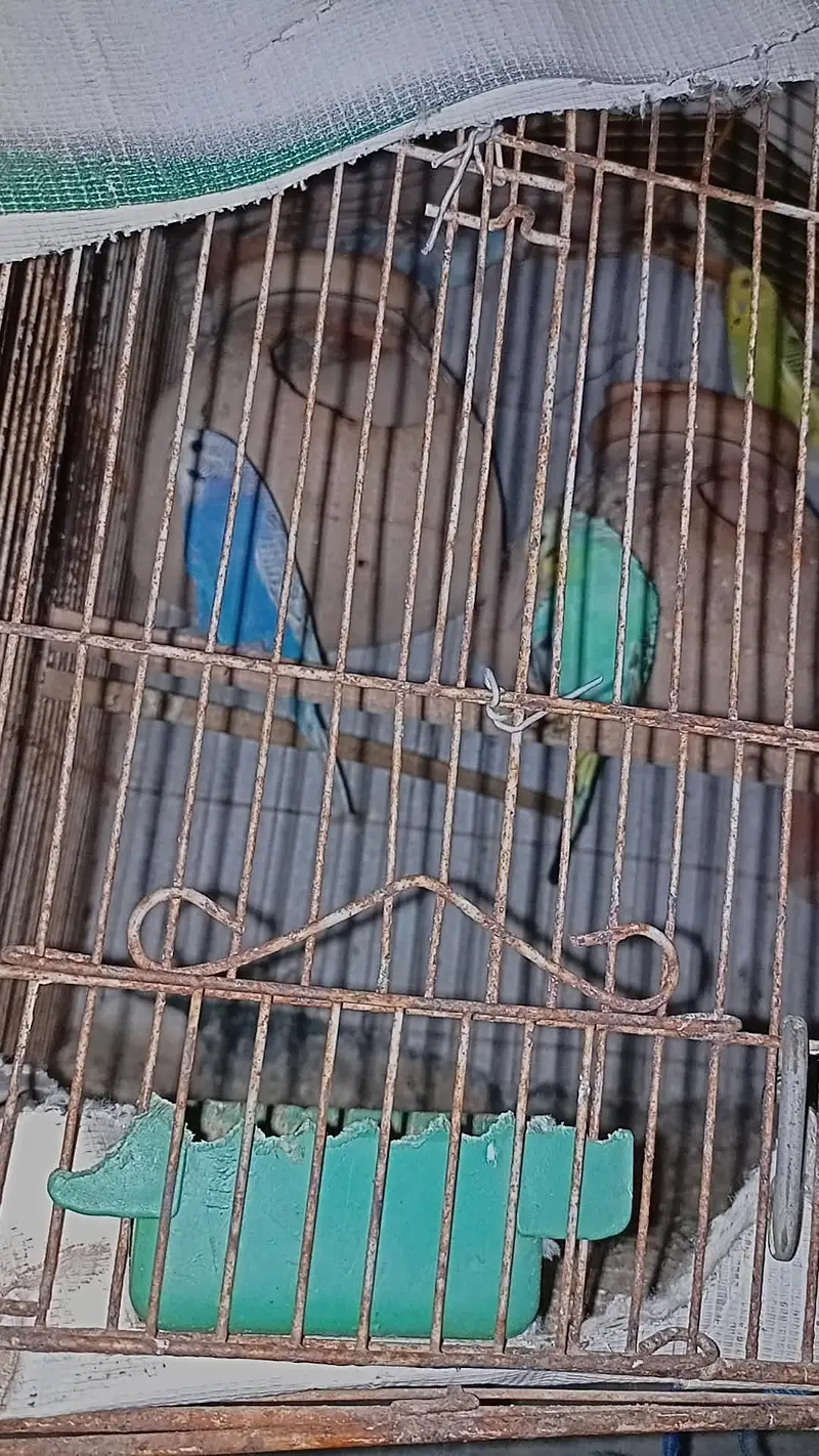 rainbow budgies male pure rainbow female split hay — photo 5