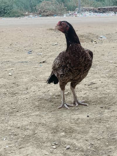 Aeeel mianwali murgi sel