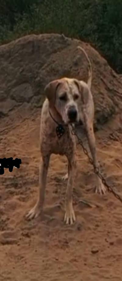 Pakistani bully dog