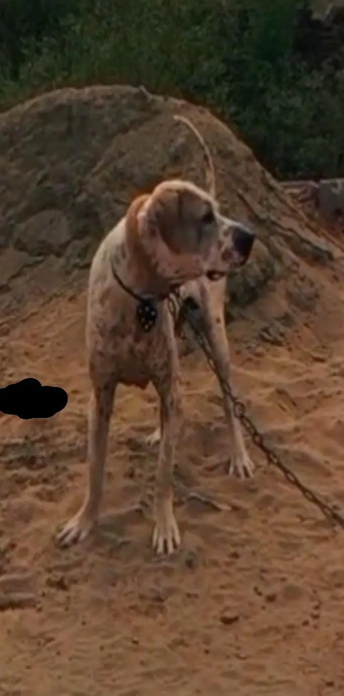 Pakistani bully dog — photo 2