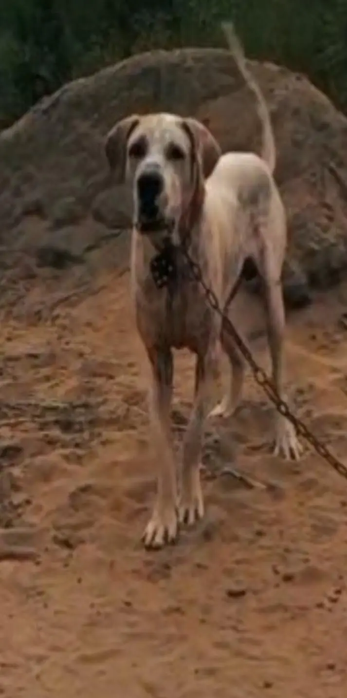 Pakistani bully dog — photo 3