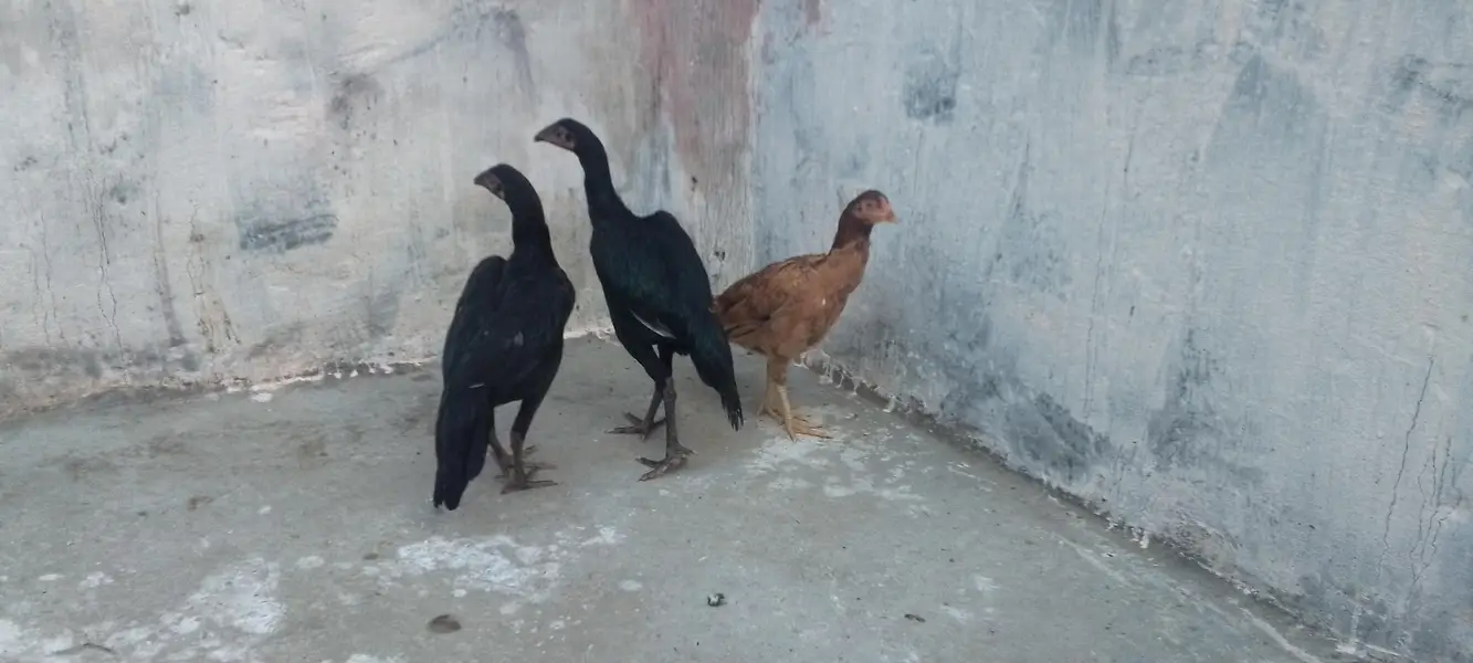 Aseel 03331722944 — photo 9