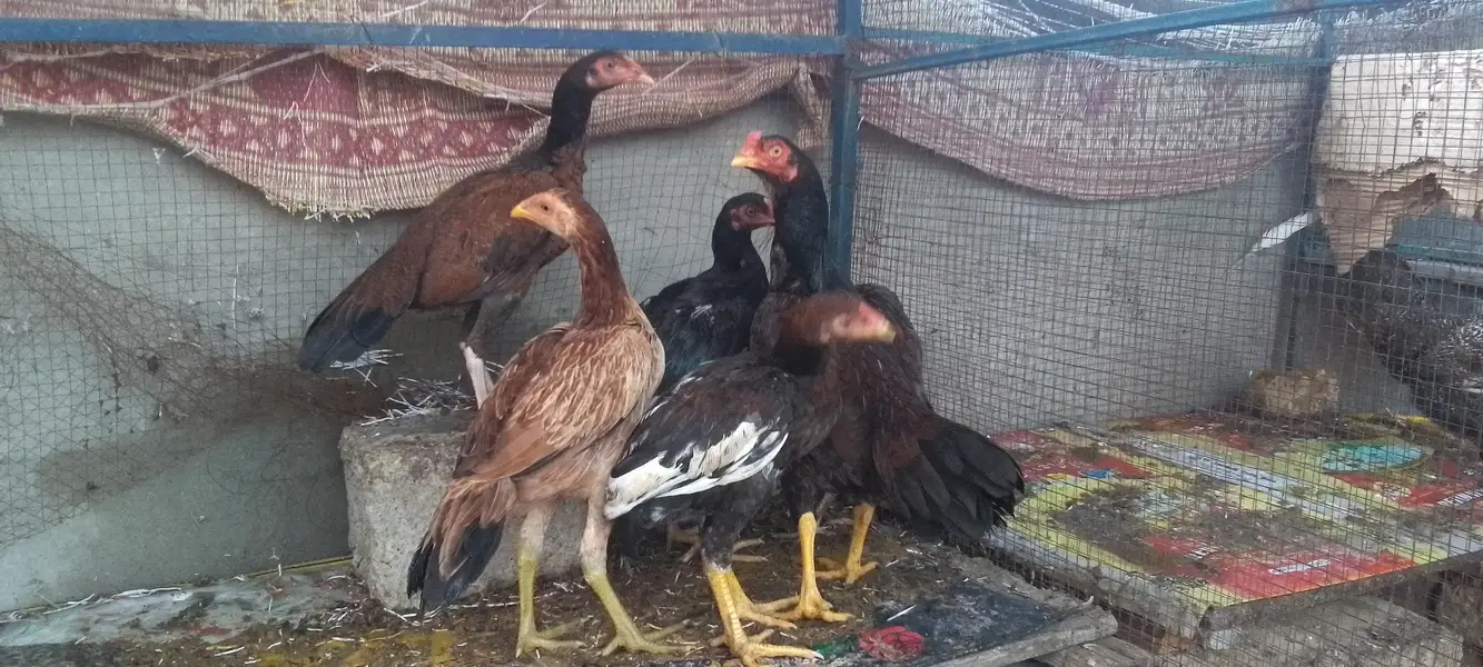 Aseel 03331722944 — photo 11