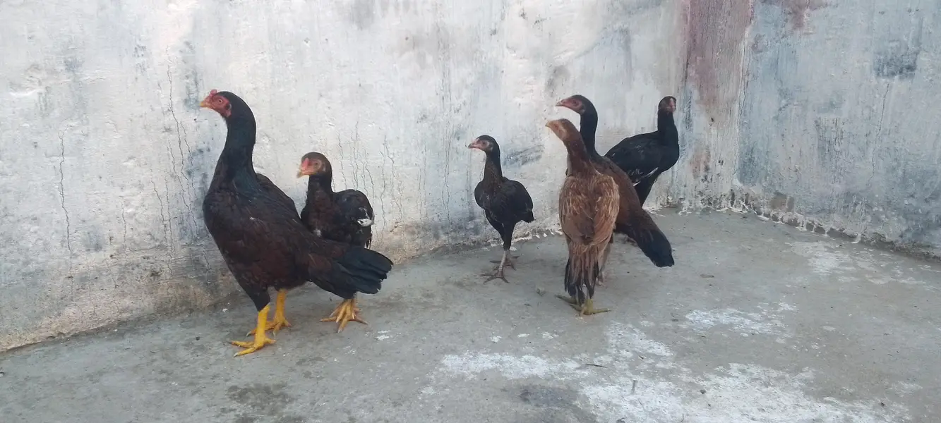Aseel 03331722944 — photo 12