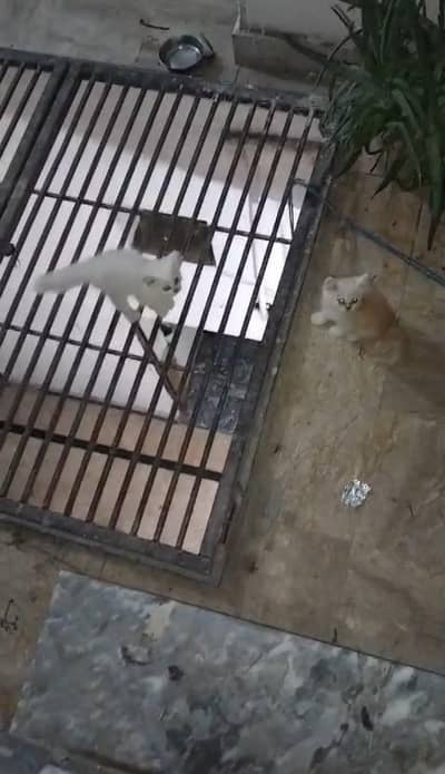 Beautiful persian kittens pair