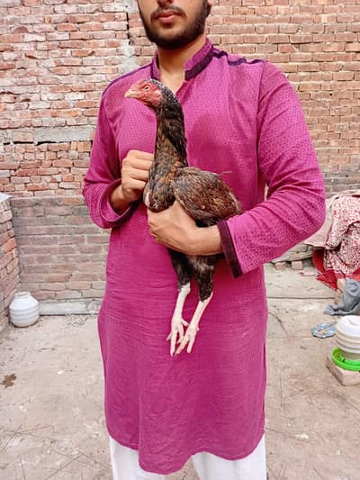 Aseel oldbloodline murgi available 03350661457
