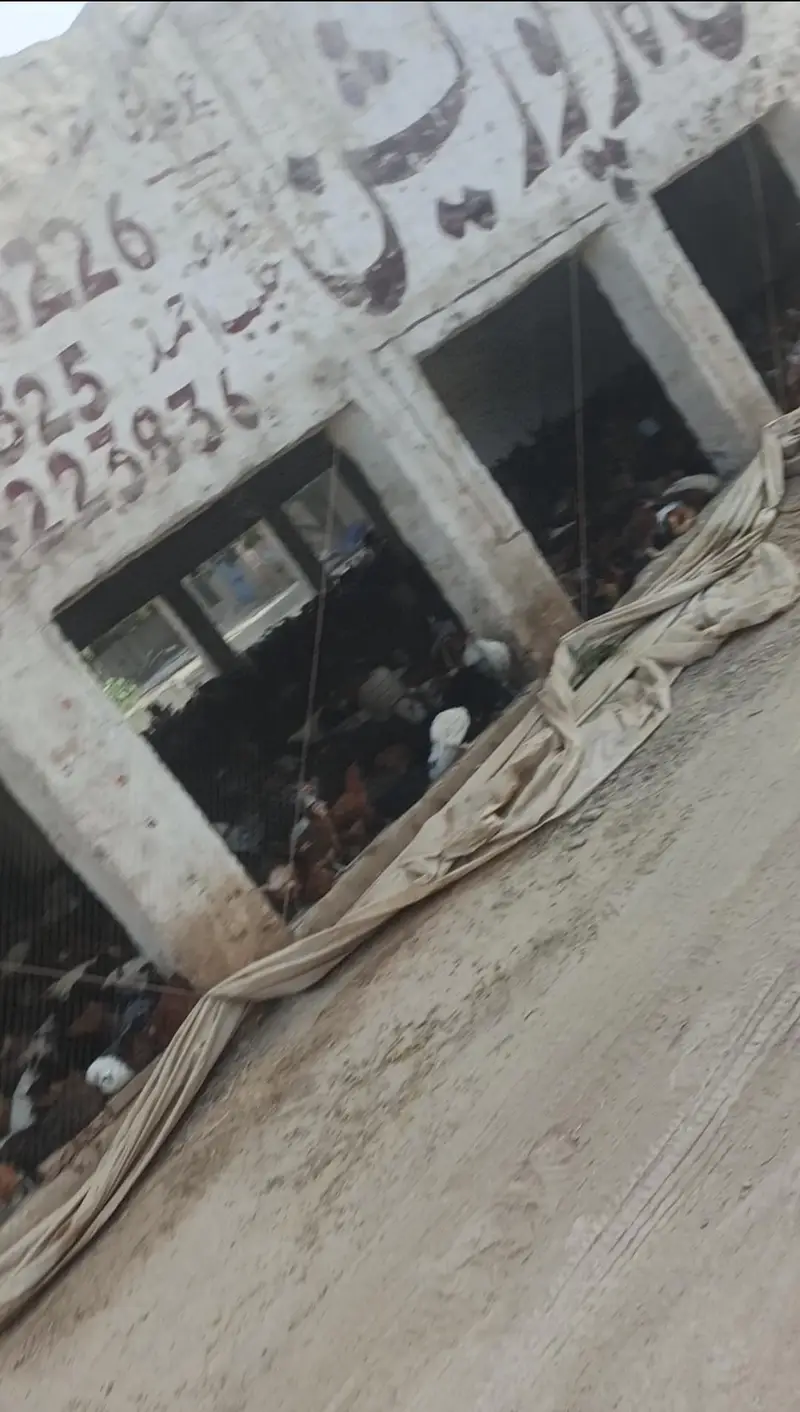 Golden misri aseel — photo 3